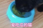 娱乐吃瓜猫咪视频大全最新,最新猫咪吃瓜视频大盘点